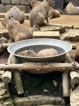伊豆シャボテン動物公園に投稿された画像（2025/5/14）