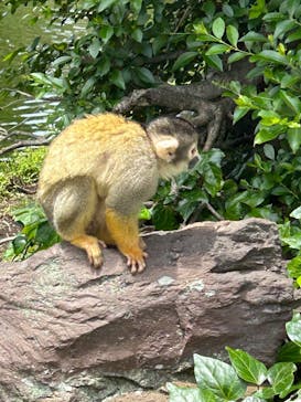 伊豆シャボテン動物公園に投稿された画像（2025/5/14）