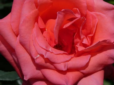 横浜イングリッシュガーデンに投稿された画像（2025/5/14）