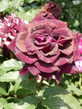 横浜イングリッシュガーデンに投稿された画像（2025/5/14）