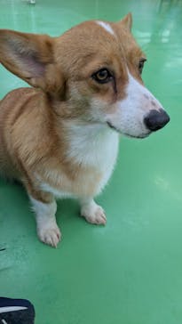 つくばわんわんランドに投稿された画像（2025/5/14）