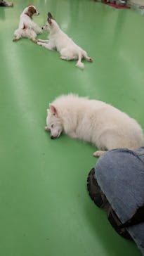 つくばわんわんランドに投稿された画像（2025/5/14）