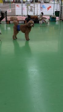 つくばわんわんランドに投稿された画像（2025/5/14）