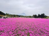 富士芝桜まつり(富士本栖湖リゾート)に投稿された画像（2025/5/14）