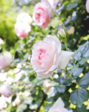 横浜イングリッシュガーデンに投稿された画像（2025/5/14）