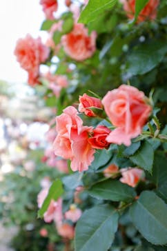 横浜イングリッシュガーデンに投稿された画像（2025/5/14）