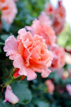 横浜イングリッシュガーデンに投稿された画像（2025/5/14）