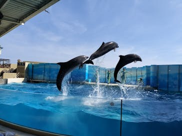 新江ノ島水族館に投稿された画像（2025/5/15）