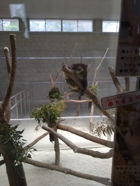 淡路ファームパーク イングランドの丘に投稿された画像（2025/5/15）