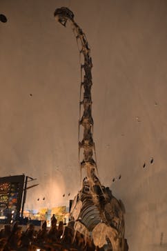 福井県立恐竜博物館に投稿された画像（2025/5/15）