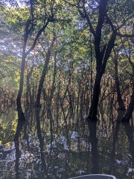 にじいろのさかな石垣島に投稿された画像（2025/5/15）