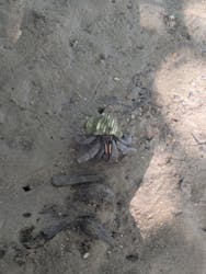 にじいろのさかな石垣島に投稿された画像（2025/5/15）