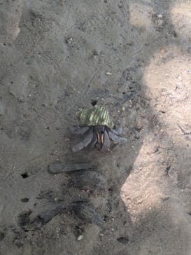 にじいろのさかな石垣島に投稿された画像（2025/5/15）