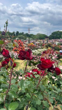 京成バラ園に投稿された画像（2025/5/15）