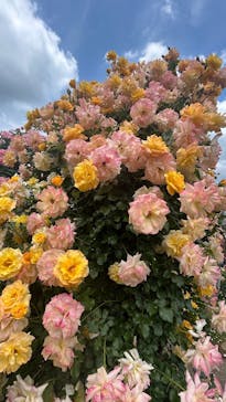 京成バラ園に投稿された画像（2025/5/15）