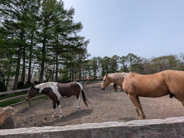 ノーザンホースパークに投稿された画像（2025/5/15）