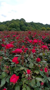 ぎふワールド・ローズガーデンに投稿された画像（2025/5/15）