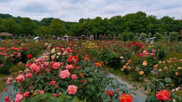 ぎふワールド・ローズガーデンに投稿された画像（2025/5/15）