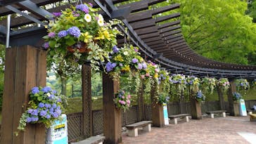 ぎふワールド・ローズガーデンに投稿された画像（2025/5/15）