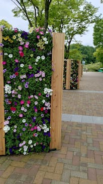 ぎふワールド・ローズガーデンに投稿された画像（2025/5/15）