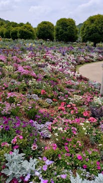 ぎふワールド・ローズガーデンに投稿された画像（2025/5/15）