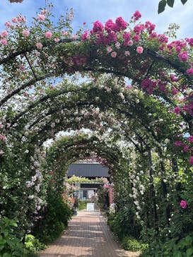 横浜イングリッシュガーデンに投稿された画像（2025/5/15）