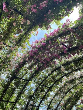 横浜イングリッシュガーデンに投稿された画像（2025/5/15）