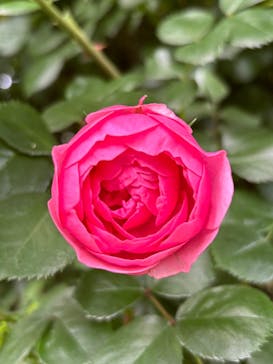 横浜イングリッシュガーデンに投稿された画像（2025/5/15）