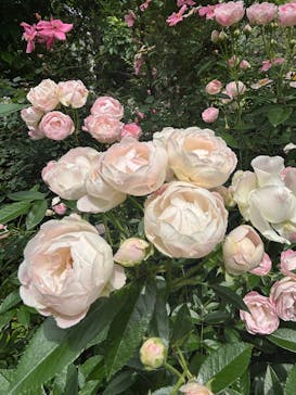 横浜イングリッシュガーデンに投稿された画像（2025/5/15）