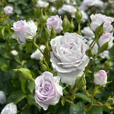 横浜イングリッシュガーデンに投稿された画像（2025/5/15）