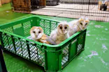 フクロウの巣カフェに投稿された画像（2025/5/15）