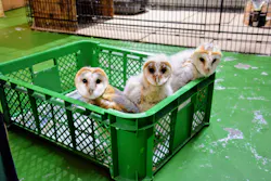 フクロウの巣カフェに投稿された画像（2025/5/15）