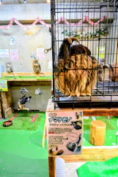 フクロウの巣カフェに投稿された画像（2025/5/15）