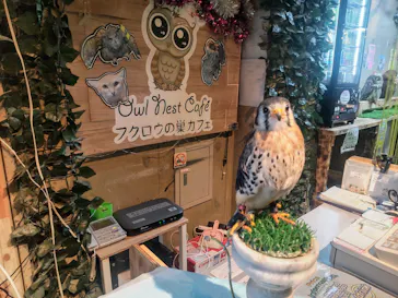フクロウの巣カフェに投稿された画像（2025/5/15）