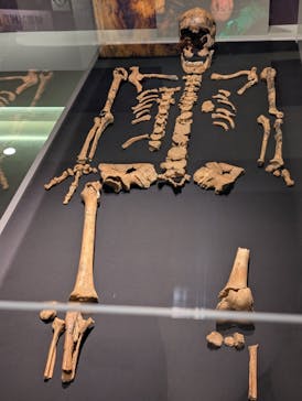 特別展「古代DNA－日本人のきた道」（国立科学博物館）に投稿された画像（2025/5/15）