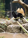 恩賜上野動物園に投稿された画像（2025/5/15）