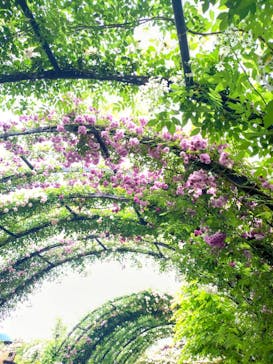 横浜イングリッシュガーデンに投稿された画像（2025/5/15）