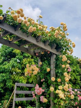 横浜イングリッシュガーデンに投稿された画像（2025/5/15）