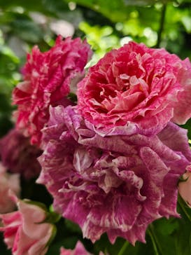 横浜イングリッシュガーデンに投稿された画像（2025/5/15）