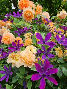 横浜イングリッシュガーデンに投稿された画像（2025/5/15）