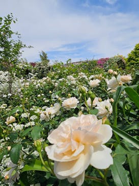 横浜イングリッシュガーデンに投稿された画像（2025/5/15）