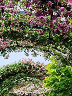 横浜イングリッシュガーデンに投稿された画像（2025/5/15）