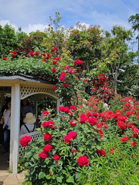 横浜イングリッシュガーデンに投稿された画像（2025/5/15）