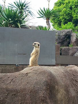 伊豆シャボテン動物公園に投稿された画像（2025/5/15）
