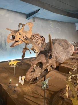 福井県立恐竜博物館に投稿された画像（2025/5/15）
