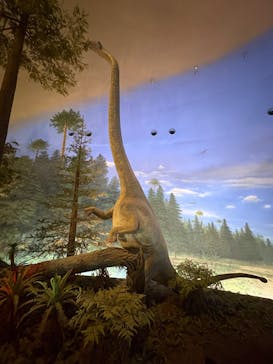 福井県立恐竜博物館に投稿された画像（2025/5/15）