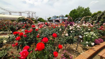 ひらかたパークに投稿された画像（2025/5/15）