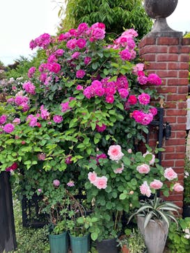 横浜イングリッシュガーデンに投稿された画像（2025/5/15）