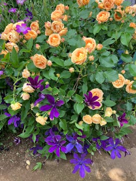 横浜イングリッシュガーデンに投稿された画像（2025/5/15）