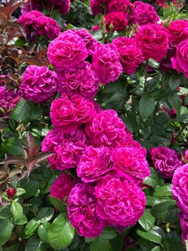 横浜イングリッシュガーデンに投稿された画像（2025/5/15）